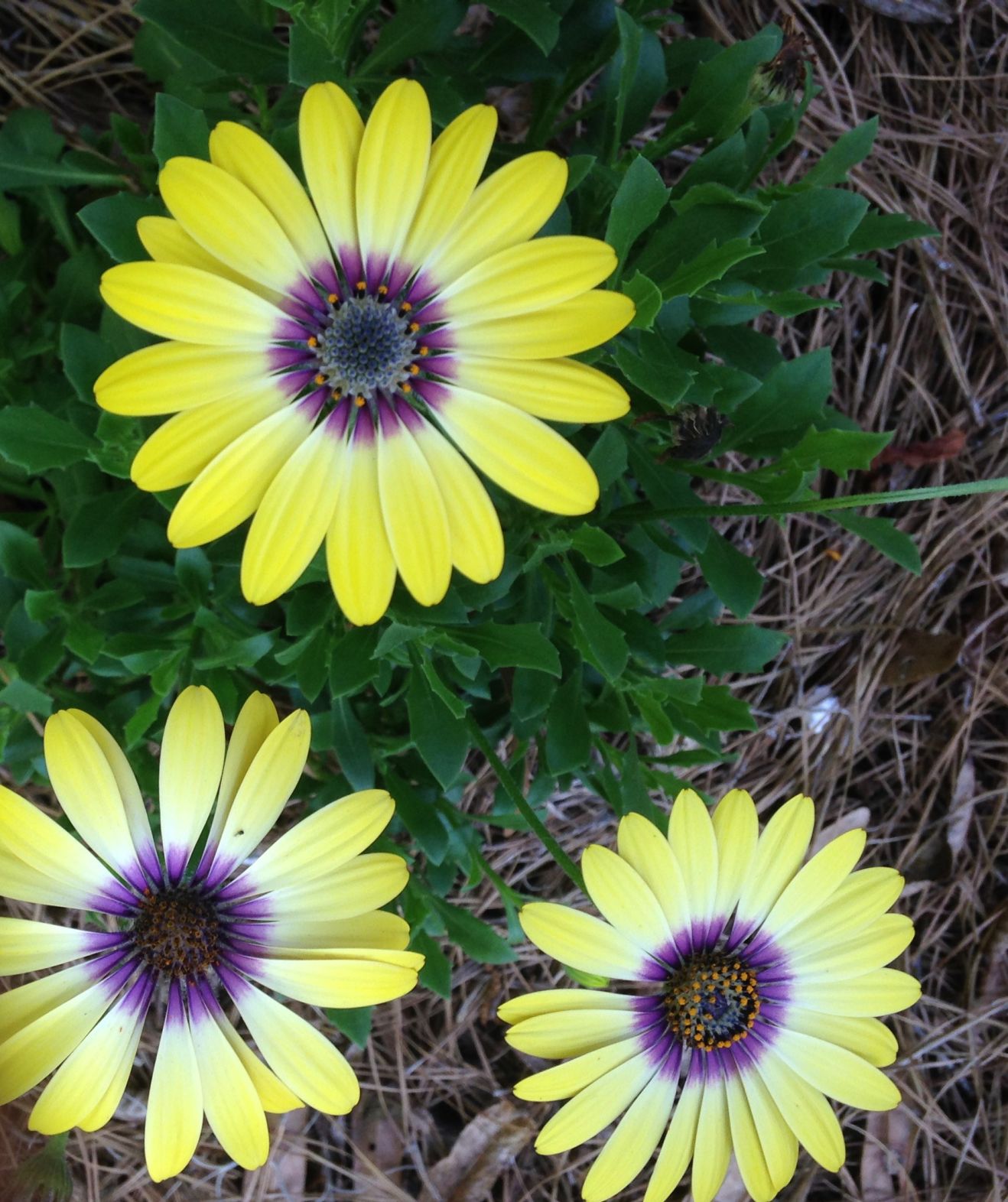 Osteospermum Blue Eyed Beauty